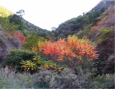 泰安市人民政府 宁阳县 彩山